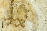 Fossil Clam (Mercenaria) With Fluorescent Calcite - Rucks Pit, FL #280359-1